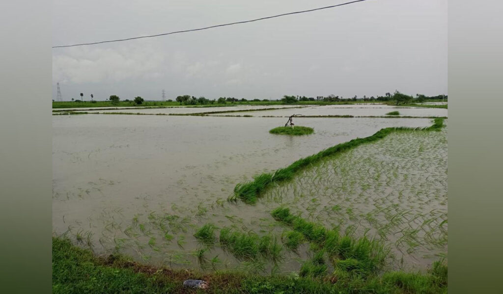 Weather alert: Haryana warns of strong winds and rain, with hailstorms expected; wheat and mustard crops at risk.